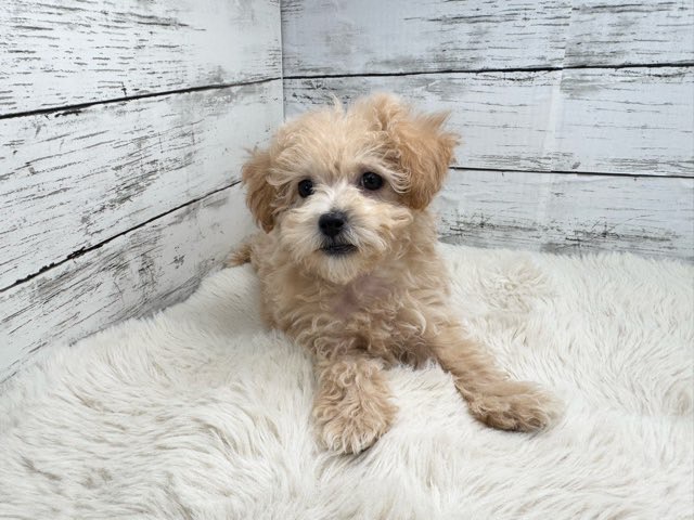 新潟県のマルプー(マルチーズ×プードル) (かねだいペットトライアル魚沼/2025年12月15日生まれ/女の子/アプリコット)の子犬の2枚目の画像