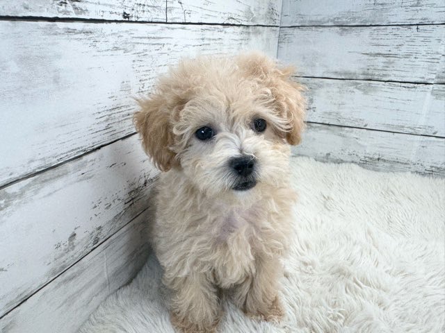 新潟県のマルプー(マルチーズ×プードル) (かねだいペットトライアル魚沼/2025年12月15日生まれ/女の子/アプリコット)の子犬の3枚目の画像