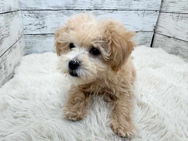 新潟県のマルプー(マルチーズ×プードル) (かねだいペットトライアル魚沼/2025年12月15日生まれ/女の子/アプリコット)の子犬の4枚目の画像