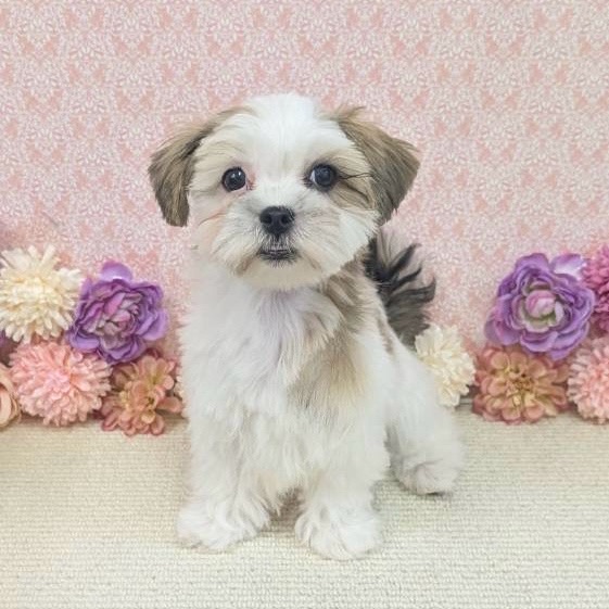 千葉県のハーフ犬・ミックス犬 (かねだい四街道店/2025年11月17日生まれ/男の子/ゴールドホワイト)の子犬の1枚目の画像