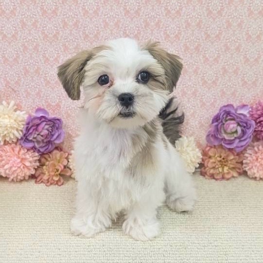 千葉県のハーフ犬・ミックス犬 (かねだい四街道店/2025年11月17日生まれ/男の子/ゴールドホワイト)の子犬の2枚目の画像