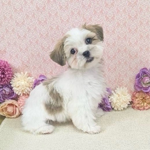 千葉県のハーフ犬・ミックス犬 (かねだい四街道店/2025年11月17日生まれ/男の子/ゴールドホワイト)の子犬の3枚目の画像