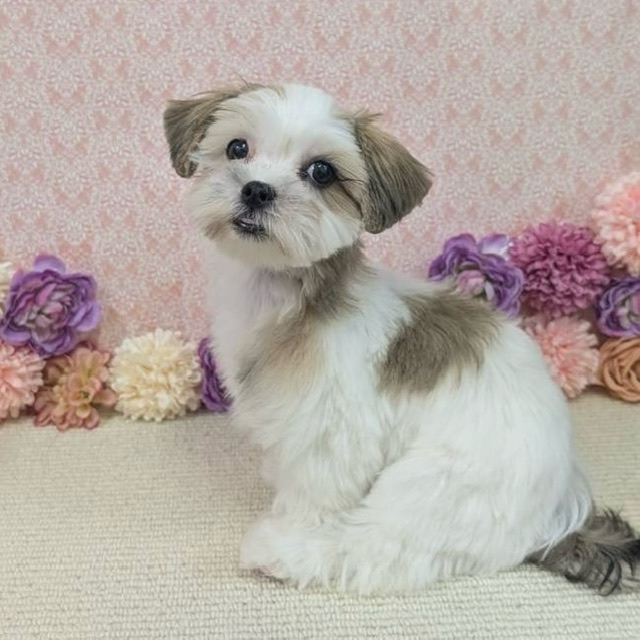 千葉県のハーフ犬・ミックス犬 (かねだい四街道店/2025年11月17日生まれ/男の子/ゴールドホワイト)の子犬の4枚目の画像