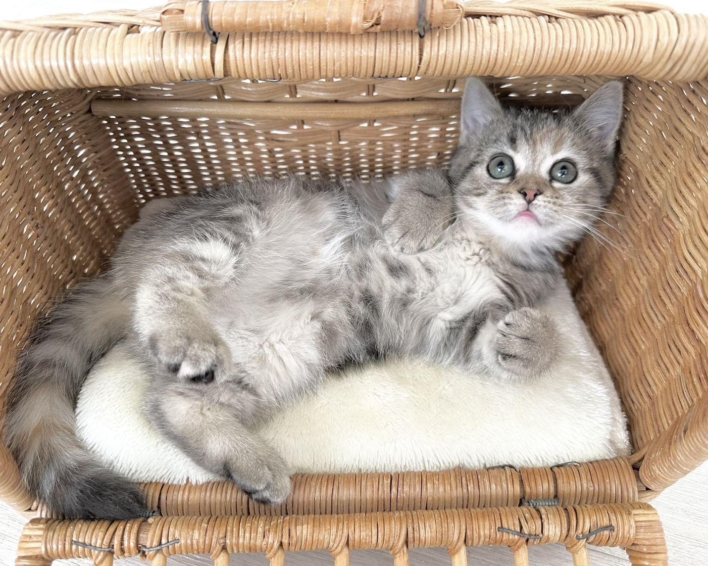 群馬県のハーフ猫・ミックス猫 (かねだいペットトライアル桐生/2025年12月13日生まれ/女の子/ブラウンタビーパッチド)の子猫の4枚目の画像