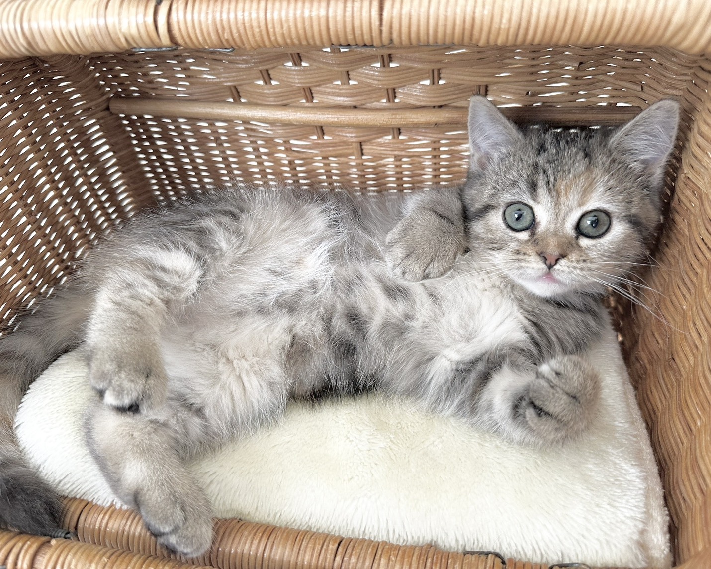 群馬県のハーフ猫・ミックス猫 (かねだいペットトライアル桐生/2025年12月13日生まれ/女の子/ブラウンタビーパッチド)の子猫の1枚目の画像