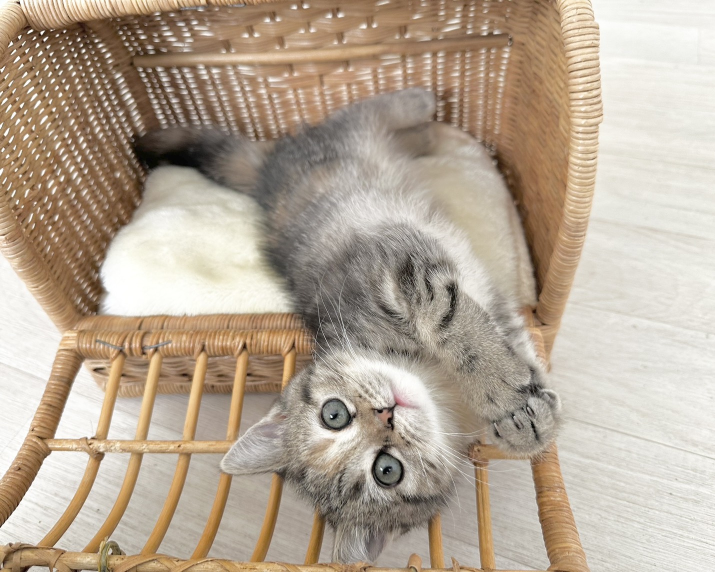 群馬県のハーフ猫・ミックス猫 (かねだいペットトライアル桐生/2025年12月13日生まれ/女の子/ブラウンタビーパッチド)の子猫の3枚目の画像