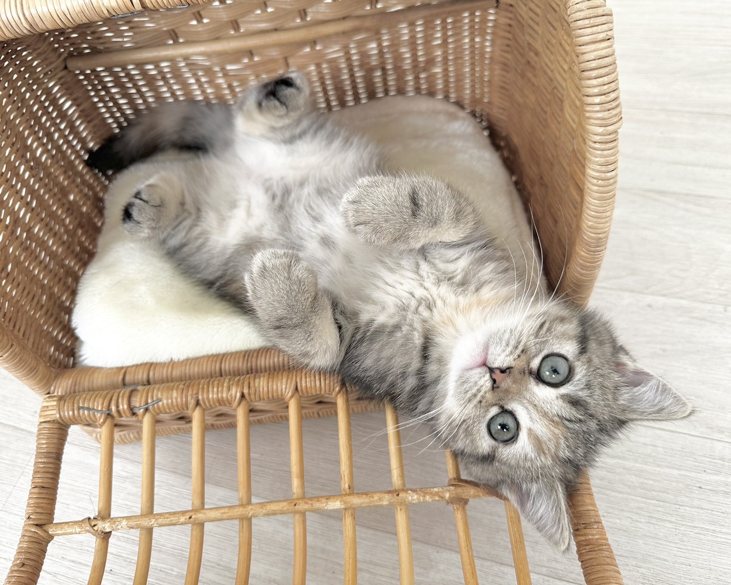 群馬県のハーフ猫・ミックス猫 (かねだいペットトライアル桐生/2025年12月13日生まれ/女の子/ブラウンタビーパッチド)の子猫の2枚目の画像