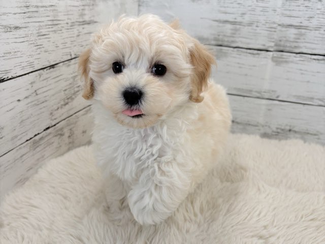 新潟県のマルプー(マルチーズ×プードル) (かねだいペットトライアル魚沼/2025年12月14日生まれ/男の子/クリーム)の子犬の1枚目の画像