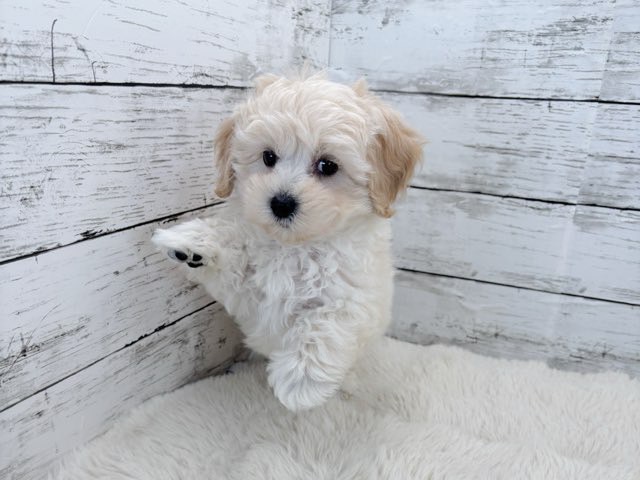 新潟県のマルプー(マルチーズ×プードル) (かねだいペットトライアル魚沼/2025年12月14日生まれ/男の子/クリーム)の子犬の3枚目の画像