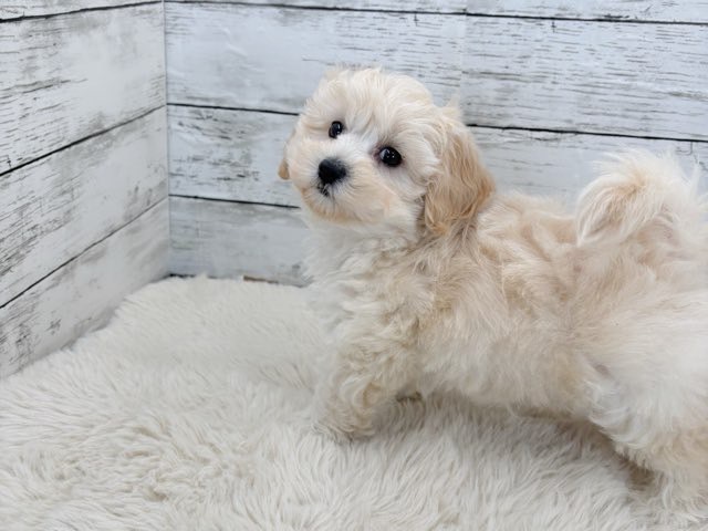 新潟県のマルプー(マルチーズ×プードル) (かねだいペットトライアル魚沼/2025年12月14日生まれ/男の子/クリーム)の子犬の4枚目の画像