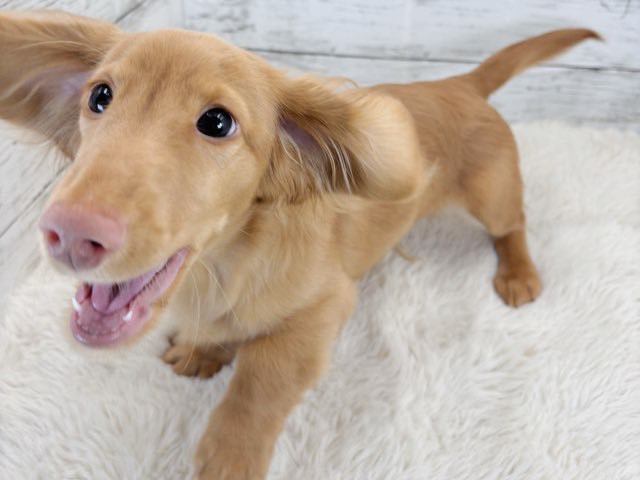 新潟県のミニチュアダックスフンド(ロング) (かねだいペットトライアル魚沼/2025年11月1日生まれ/男の子/ゴールド)の子犬の1枚目の画像