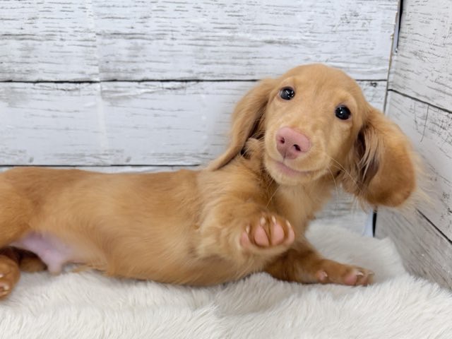 新潟県のミニチュアダックスフンド(ロング) (かねだいペットトライアル魚沼/2025年11月1日生まれ/男の子/ゴールド)の子犬の2枚目の画像