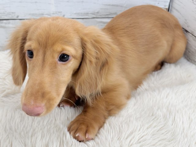 新潟県のミニチュアダックスフンド(ロング) (かねだいペットトライアル魚沼/2025年11月1日生まれ/男の子/ゴールド)の子犬の3枚目の画像