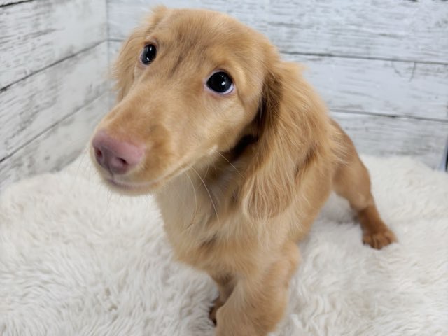 新潟県のミニチュアダックスフンド(ロング) (かねだいペットトライアル魚沼/2025年11月1日生まれ/男の子/ゴールド)の子犬の4枚目の画像