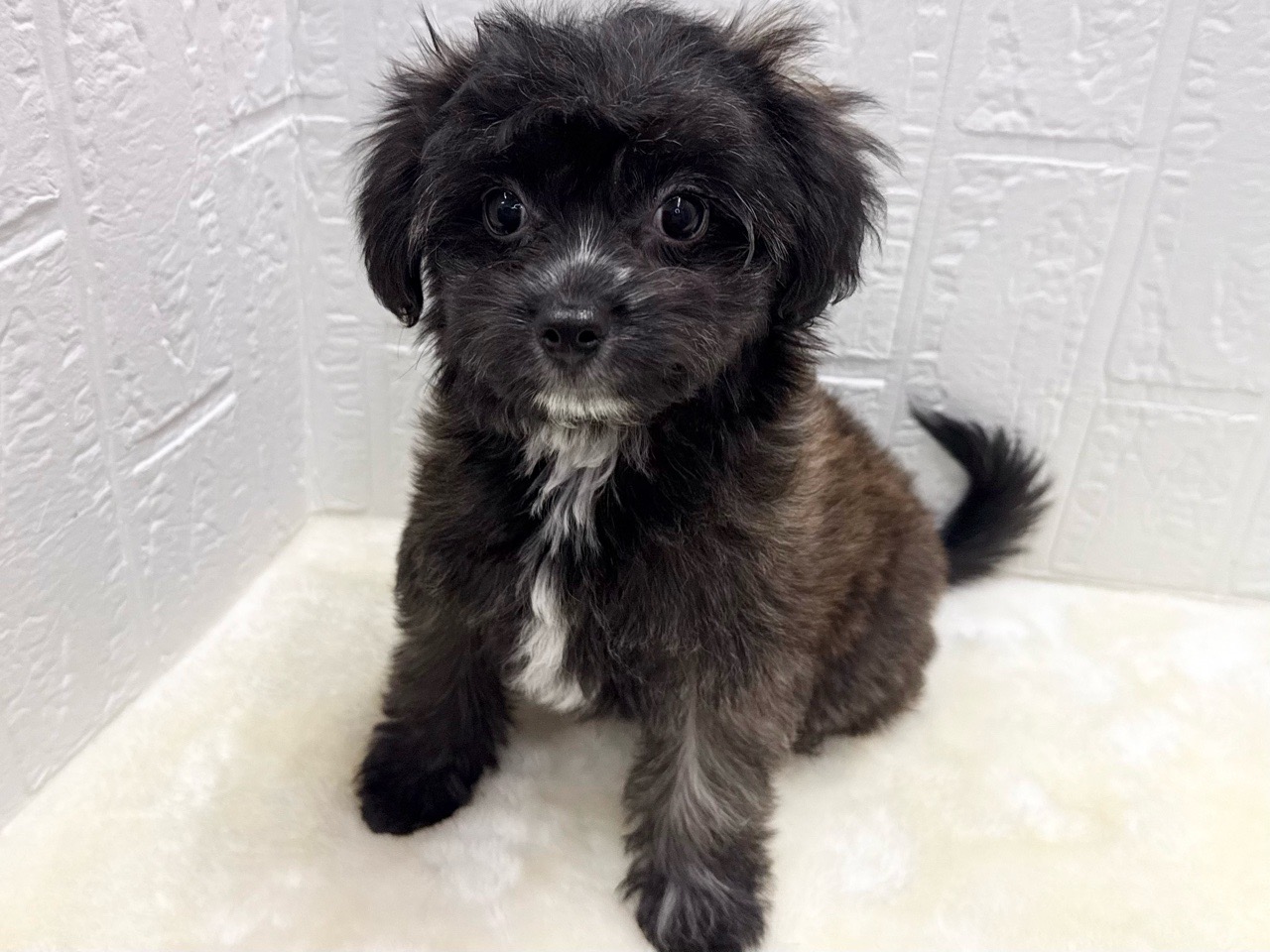 東京都のチワプー/プーチー(チワワ×プードル) (かねだい青梅店/2025年11月24日生まれ/女の子/ブリンドル)の子犬の1枚目の画像