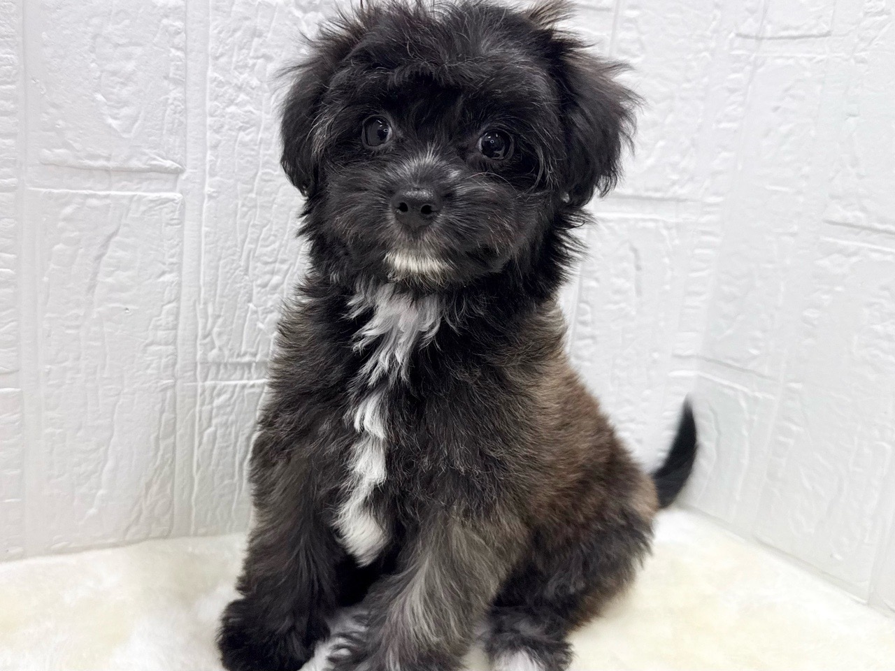 東京都のチワプー/プーチー(チワワ×プードル) (かねだい青梅店/2025年11月24日生まれ/女の子/ブリンドル)の子犬の2枚目の画像