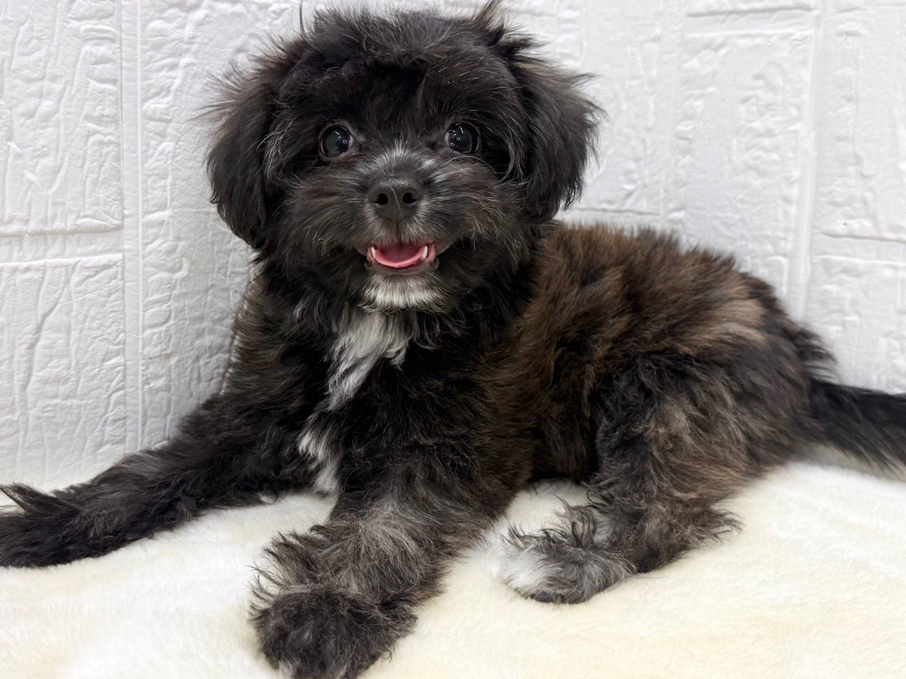 東京都のチワプー/プーチー(チワワ×プードル) (かねだい青梅店/2025年11月24日生まれ/女の子/ブリンドル)の子犬の3枚目の画像