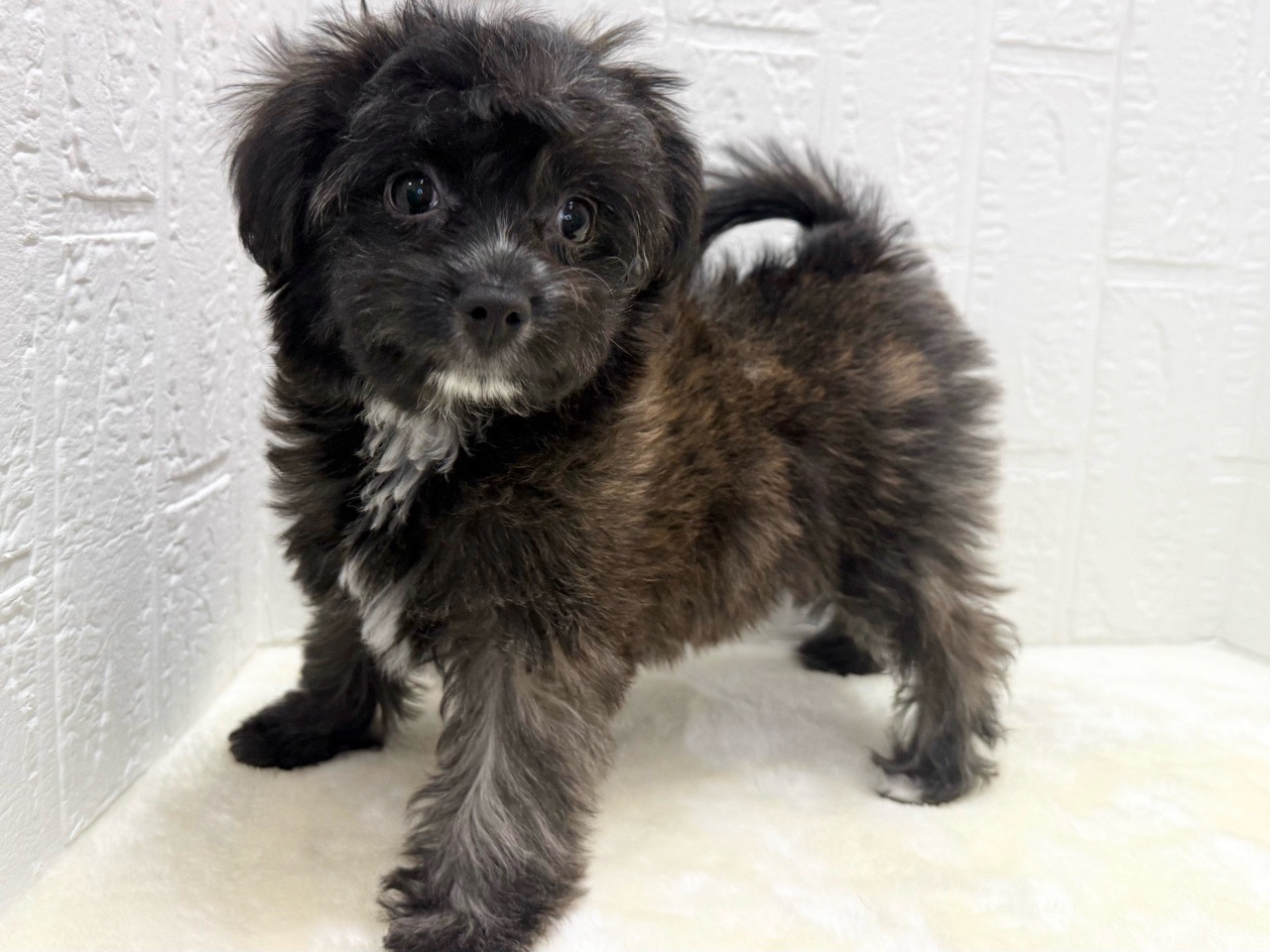 東京都のチワプー/プーチー(チワワ×プードル) (かねだい青梅店/2025年11月24日生まれ/女の子/ブリンドル)の子犬の4枚目の画像