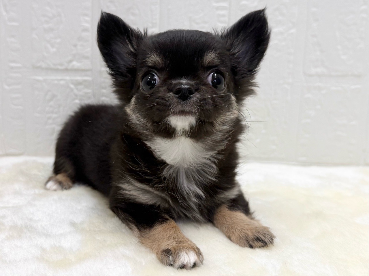 東京都のチワワ(ロング) (かねだい青梅店/2025年12月16日生まれ/女の子/ブラックタンホワイト)の子犬の1枚目の画像