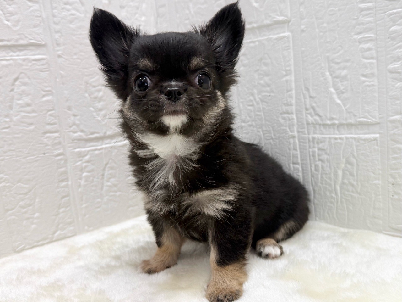 東京都のチワワ(ロング) (かねだい青梅店/2025年12月16日生まれ/女の子/ブラックタンホワイト)の子犬の2枚目の画像