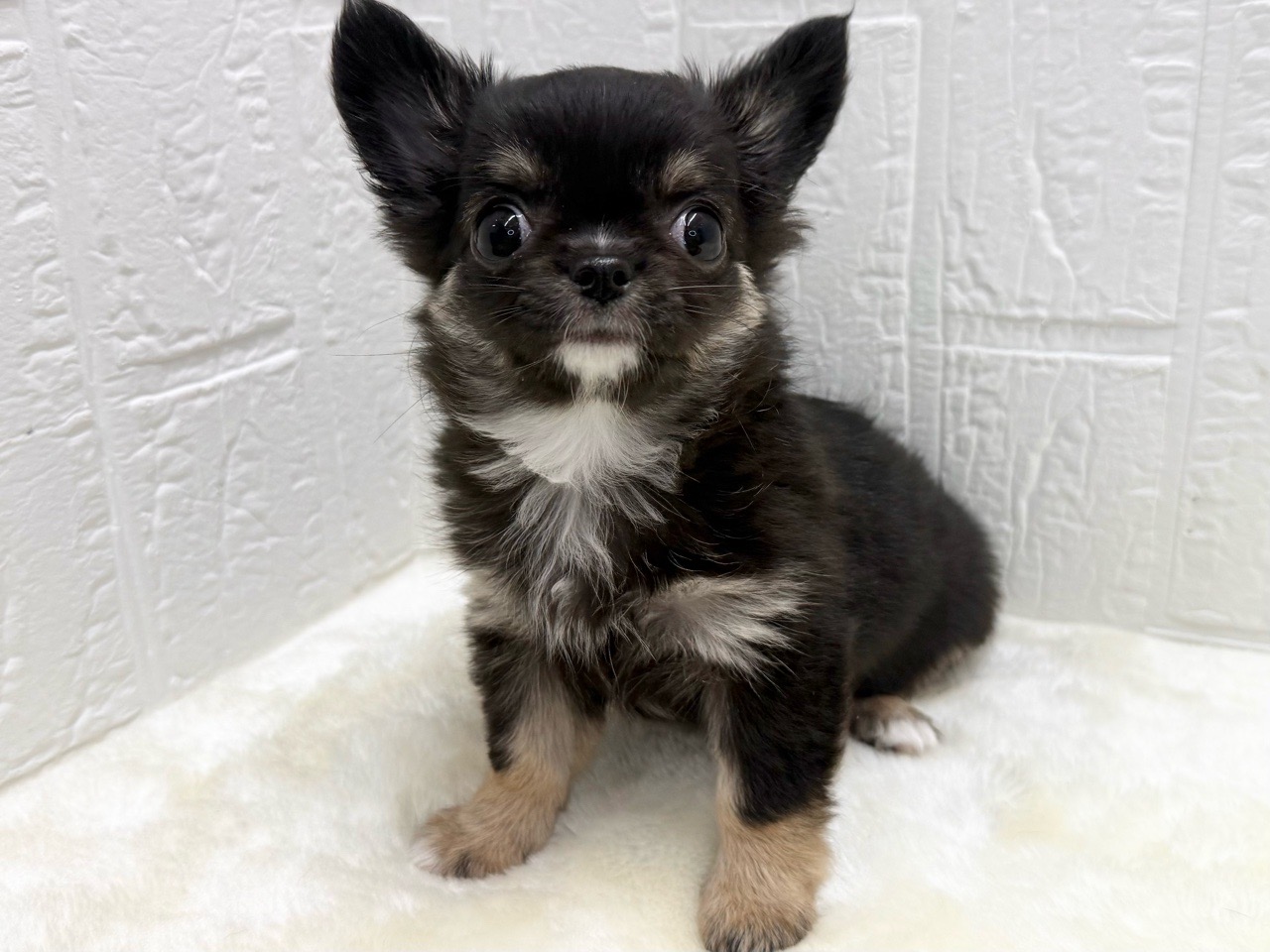 東京都のチワワ(ロング) (かねだい青梅店/2025年12月16日生まれ/女の子/ブラックタンホワイト)の子犬の3枚目の画像