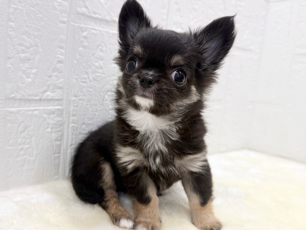 東京都のチワワ(ロング) (かねだい青梅店/2025年12月16日生まれ/女の子/ブラックタンホワイト)の子犬の4枚目の画像