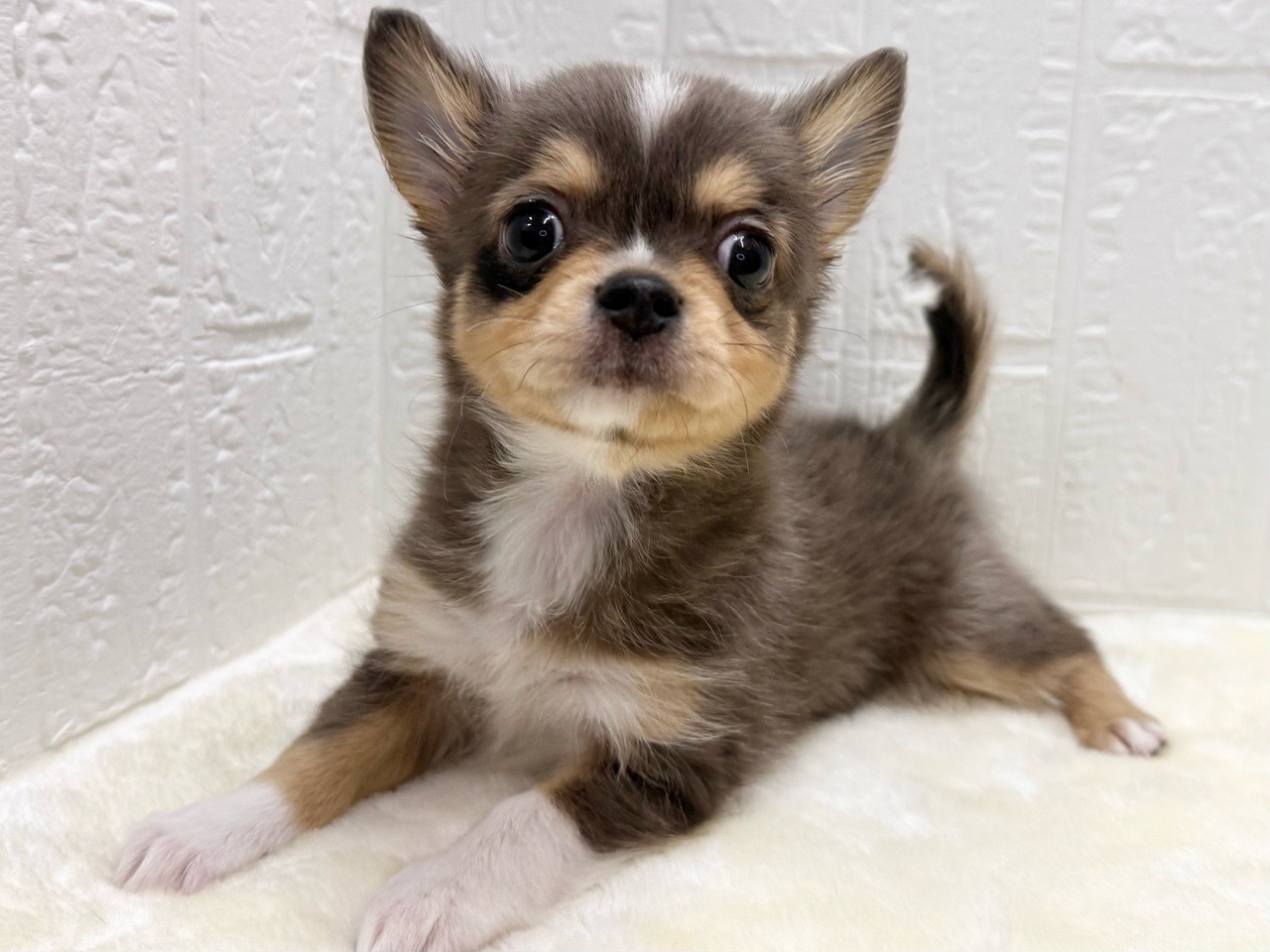 東京都のチワワ(ロング) (かねだい青梅店/2025年12月16日生まれ/男の子/ブルーマール)の子犬の1枚目の画像