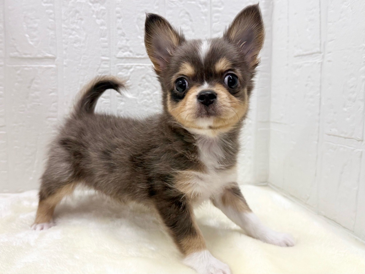 東京都のチワワ(ロング) (かねだい青梅店/2025年12月16日生まれ/男の子/ブルーマール)の子犬の2枚目の画像