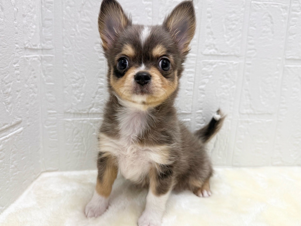 東京都のチワワ(ロング) (かねだい青梅店/2025年12月16日生まれ/男の子/ブルーマール)の子犬の3枚目の画像