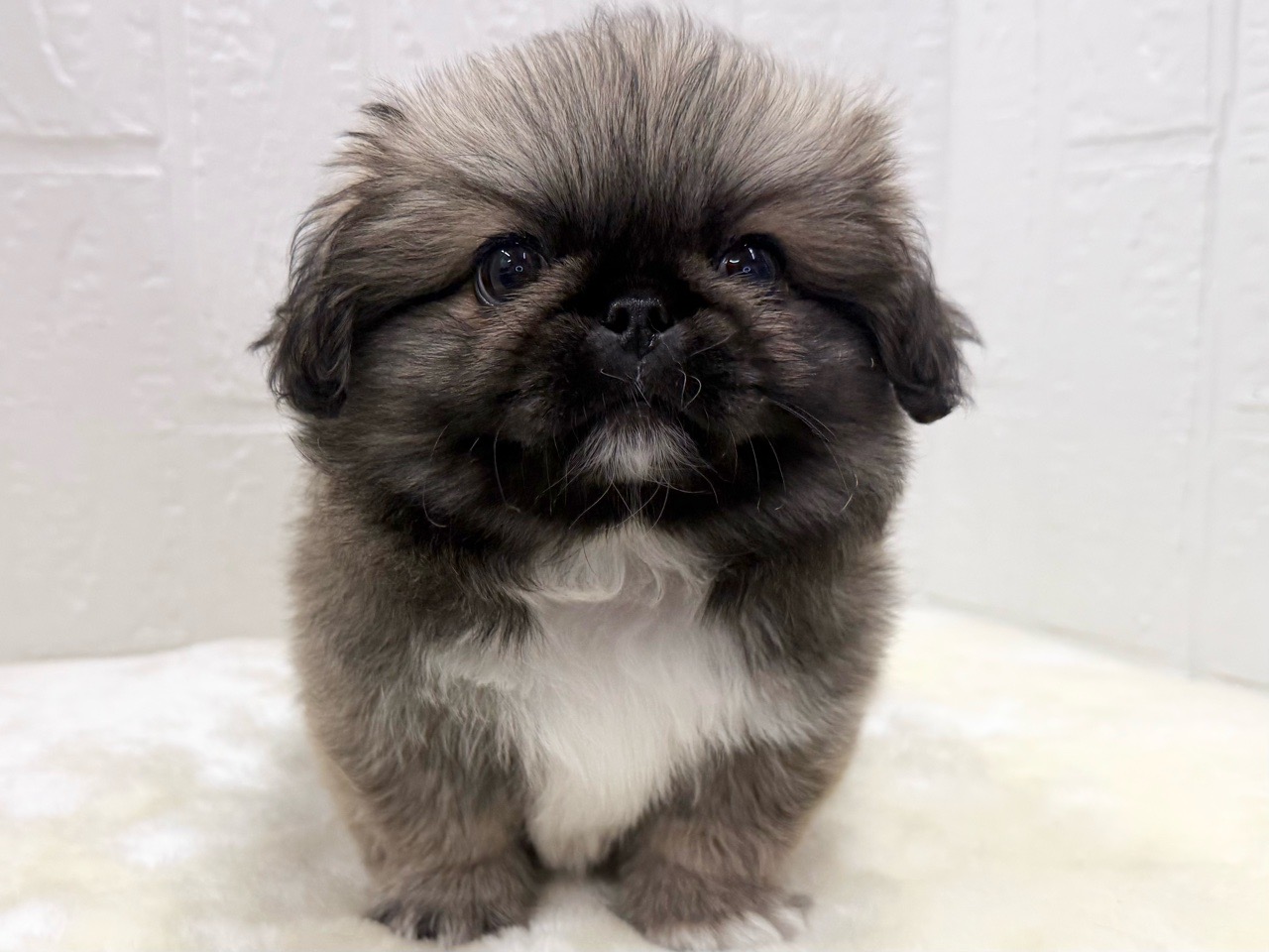 東京都のペキニーズ (かねだい青梅店/2025年12月15日生まれ/男の子/フォーン)の子犬の1枚目の画像