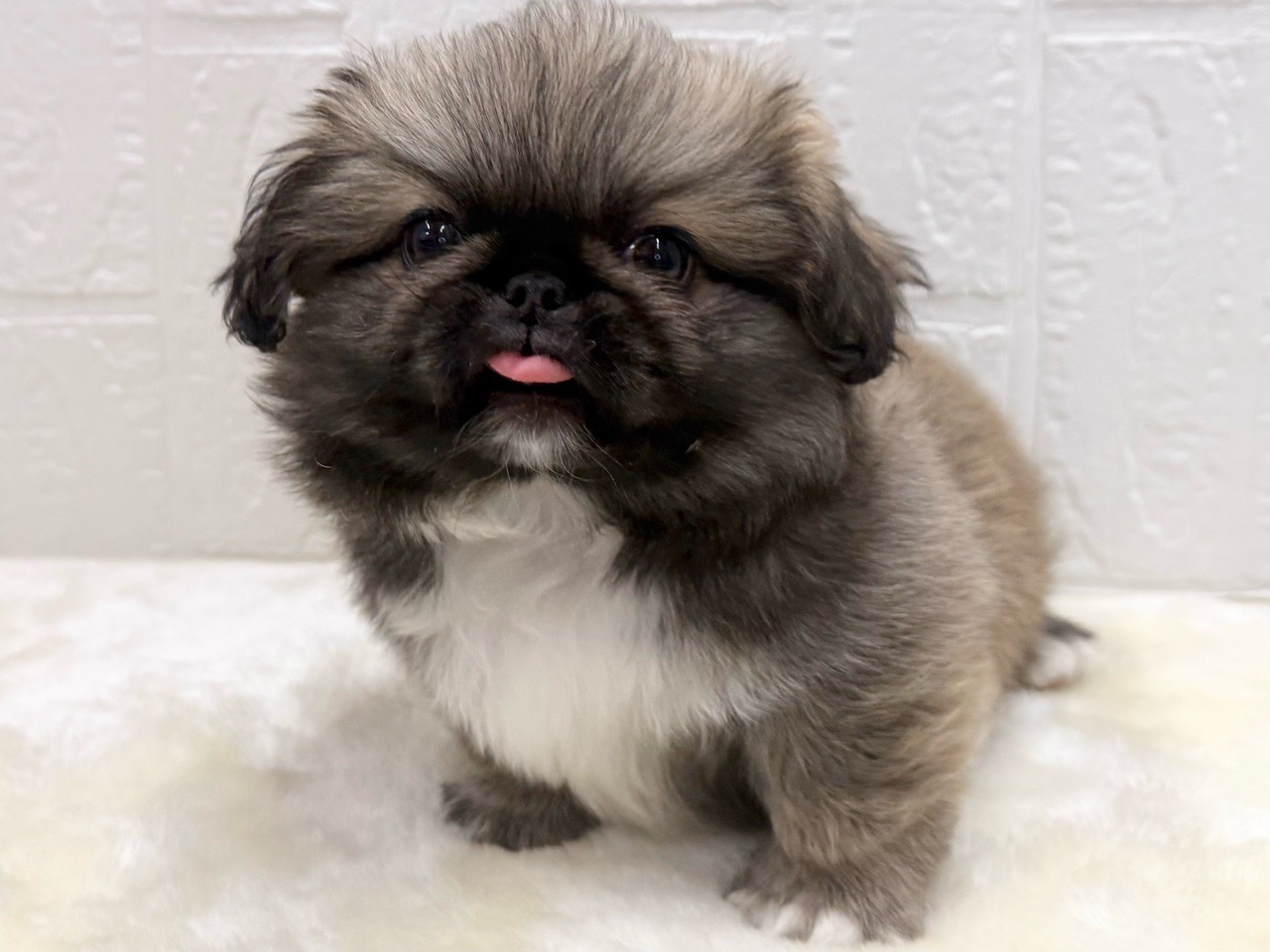 東京都のペキニーズ (かねだい青梅店/2025年12月15日生まれ/男の子/フォーン)の子犬の3枚目の画像