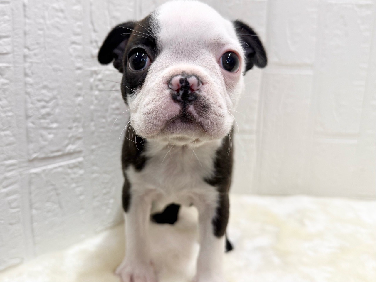 東京都のボストンテリア (かねだい青梅店/2025年12月20日生まれ/男の子/ボストンカラー)の子犬の1枚目の画像