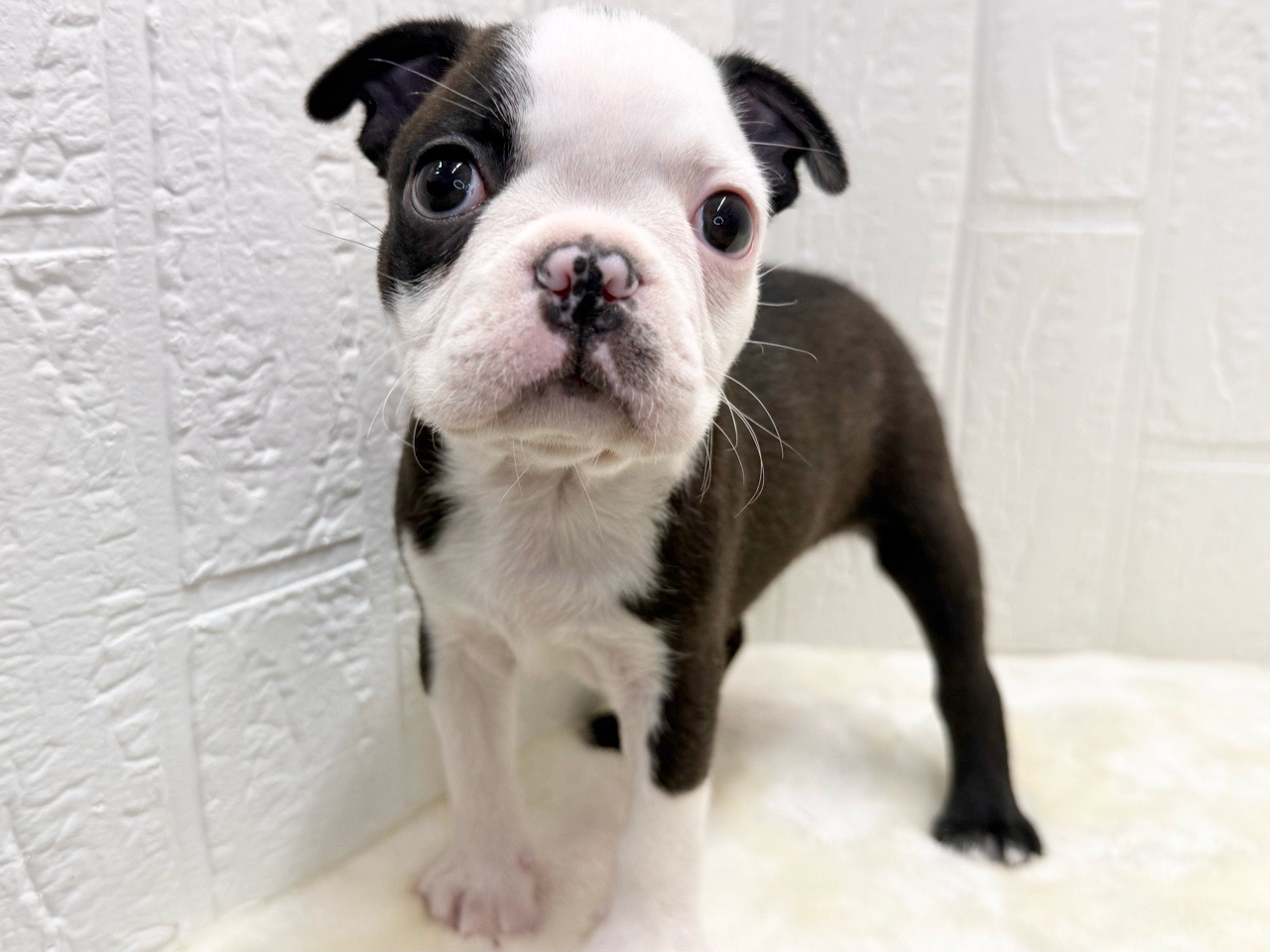 東京都のボストンテリア (かねだい青梅店/2025年12月20日生まれ/男の子/ボストンカラー)の子犬の2枚目の画像