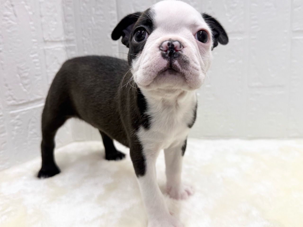 東京都のボストンテリア (かねだい青梅店/2025年12月20日生まれ/男の子/ボストンカラー)の子犬の3枚目の画像
