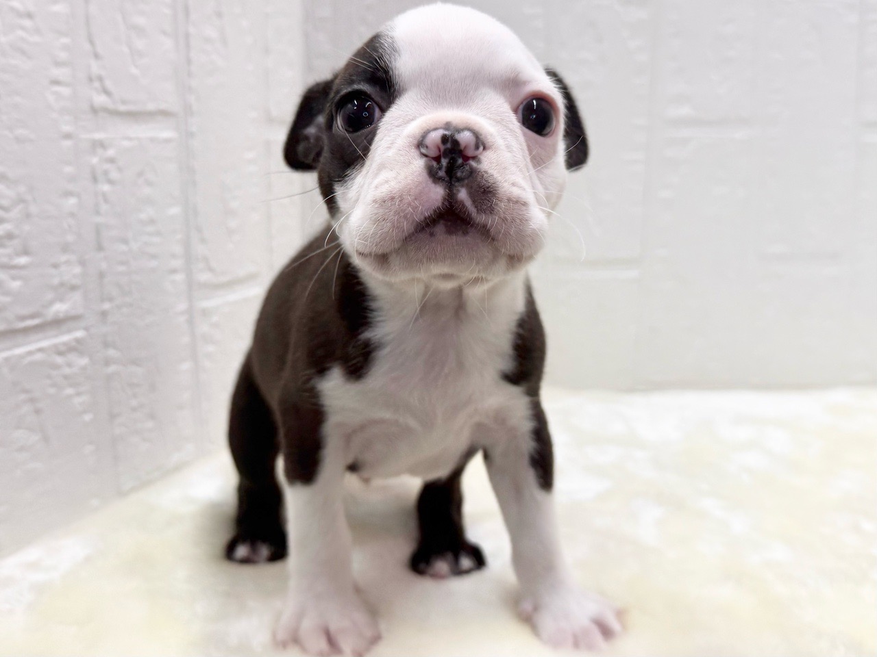 東京都のボストンテリア (かねだい青梅店/2025年12月20日生まれ/男の子/ボストンカラー)の子犬の4枚目の画像