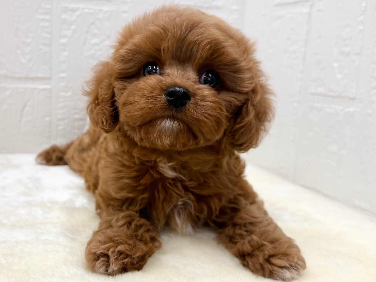 東京都のキャバプー(キャバリア×プードル) (かねだい青梅店/2025年12月21日生まれ/女の子/ルビー)の子犬の1枚目の画像