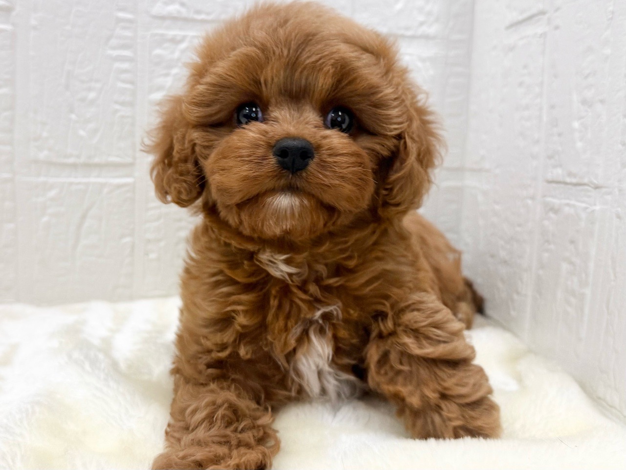 東京都のキャバプー(キャバリア×プードル) (かねだい青梅店/2025年12月21日生まれ/女の子/ルビー)の子犬の2枚目の画像