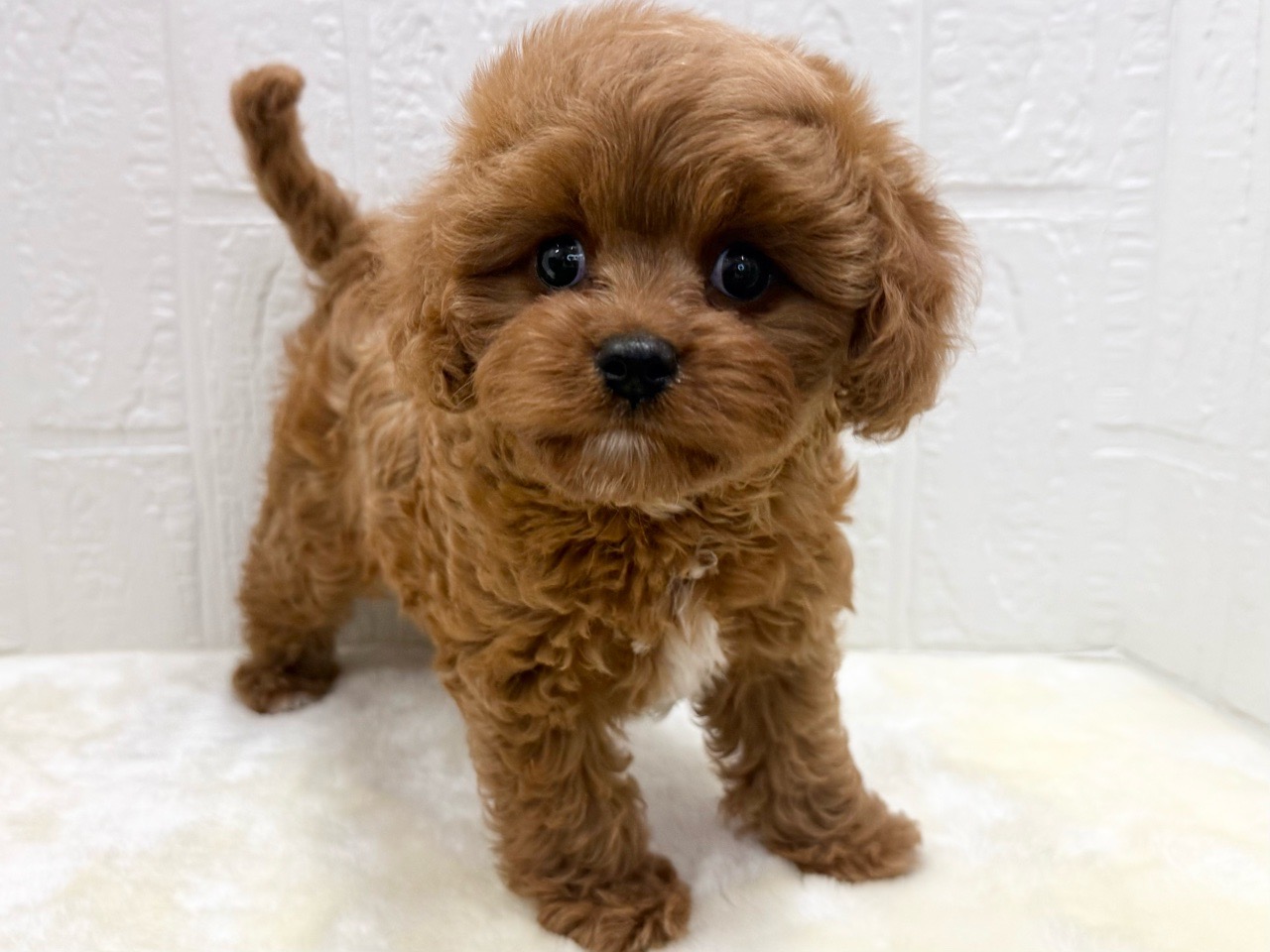 東京都のキャバプー(キャバリア×プードル) (かねだい青梅店/2025年12月21日生まれ/女の子/ルビー)の子犬の3枚目の画像