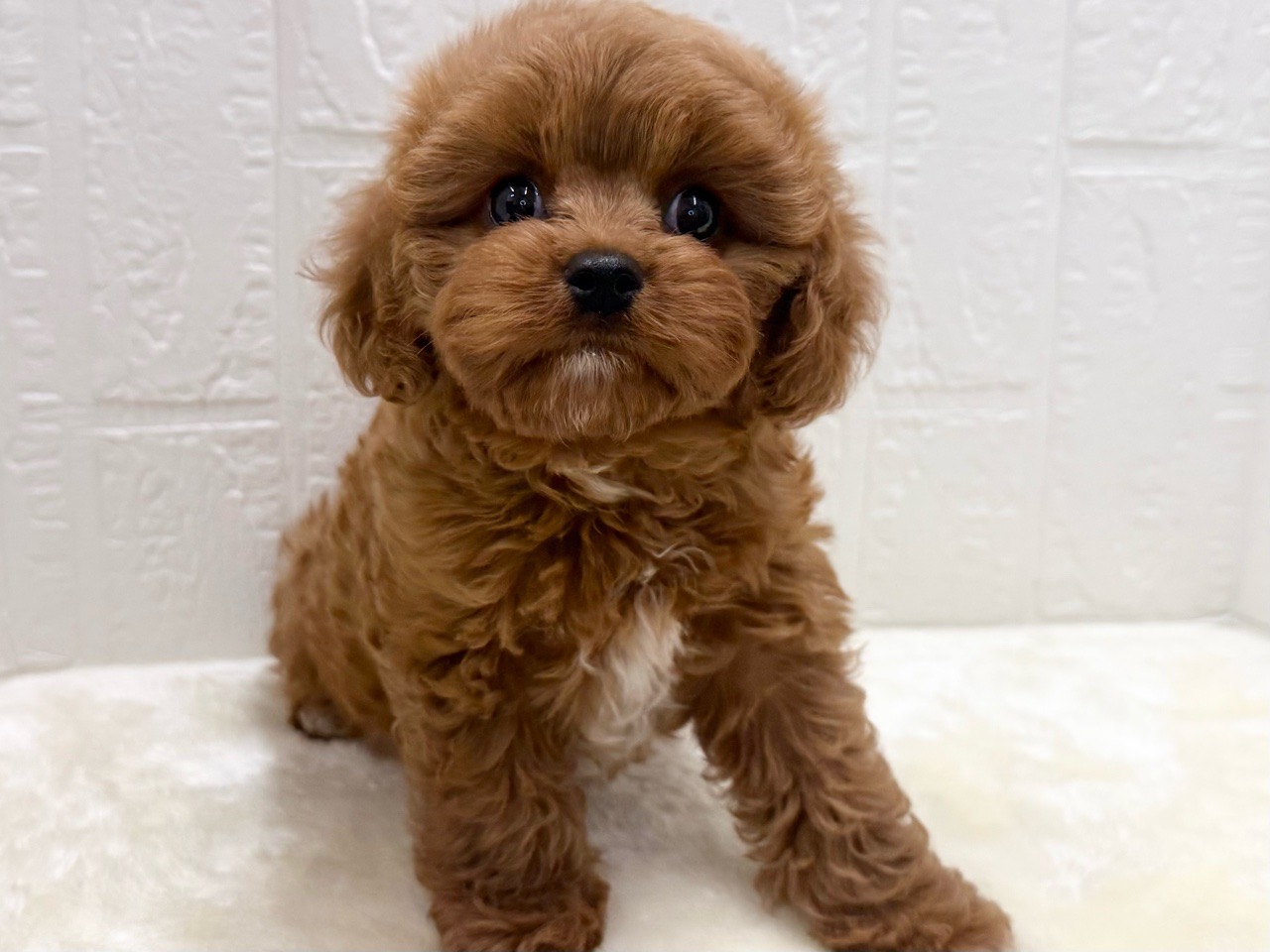 東京都のキャバプー(キャバリア×プードル) (かねだい青梅店/2025年12月21日生まれ/女の子/ルビー)の子犬の4枚目の画像