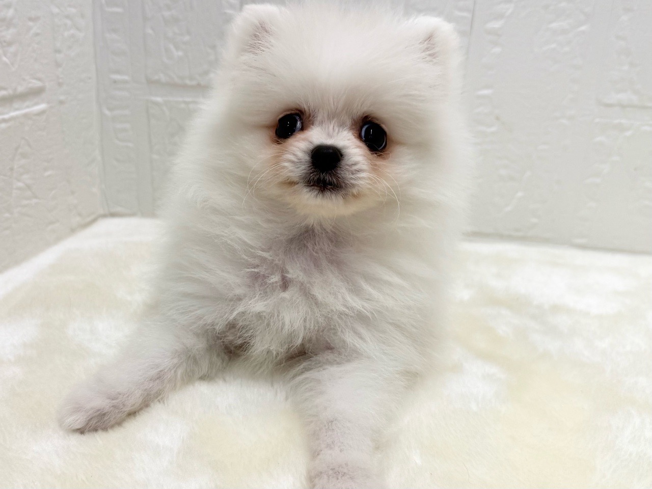 東京都のペキポメ/ポメペキ(ペキニーズ×ポメラニアン) (かねだい青梅店/2025年12月23日生まれ/女の子/ホワイト)の子犬の2枚目の画像