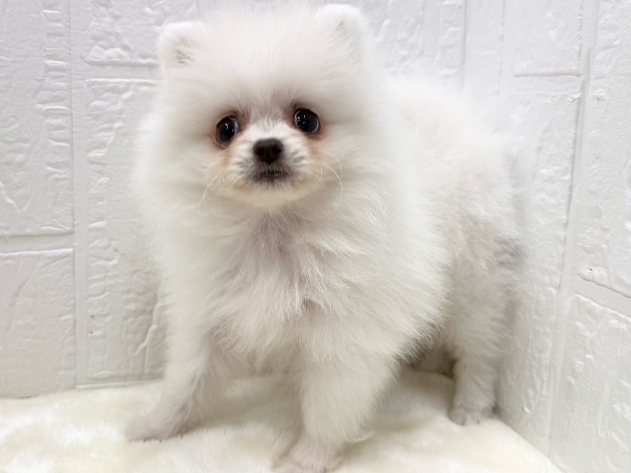 東京都のペキポメ/ポメペキ(ペキニーズ×ポメラニアン) (かねだい青梅店/2025年12月23日生まれ/女の子/ホワイト)の子犬の1枚目の画像