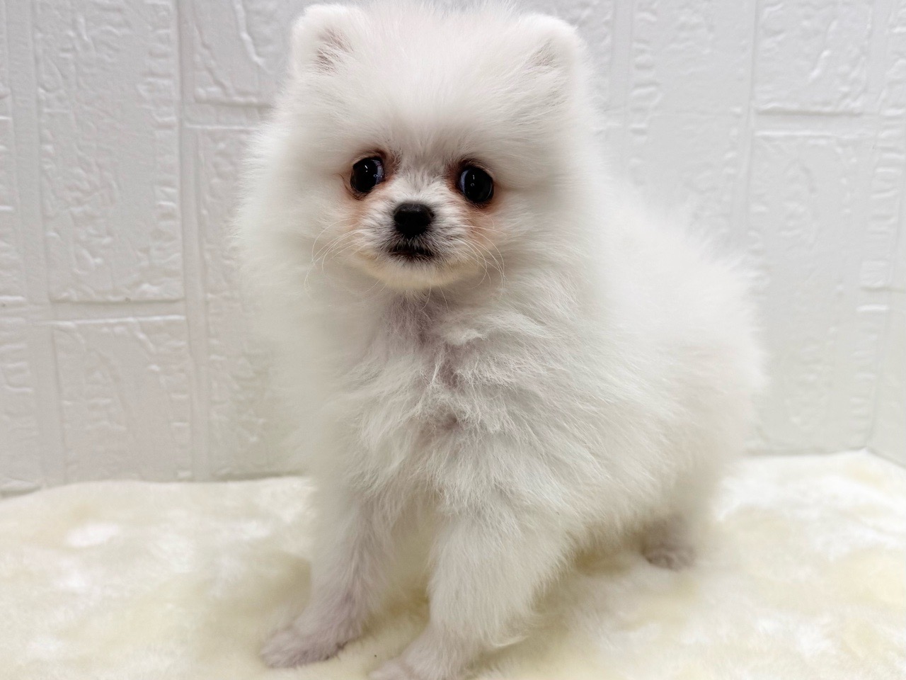 東京都のペキポメ/ポメペキ(ペキニーズ×ポメラニアン) (かねだい青梅店/2025年12月23日生まれ/女の子/ホワイト)の子犬の3枚目の画像