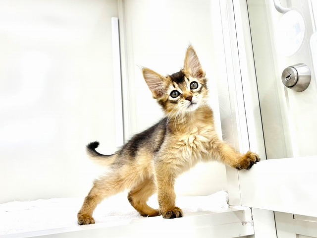 東京都のソマリ (かねだい本町田店/2025年12月27日生まれ/女の子/ルディ)の子猫の1枚目の画像