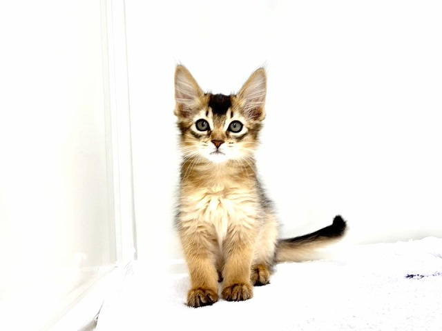 東京都のソマリ (かねだい本町田店/2025年12月27日生まれ/女の子/ルディ)の子猫の2枚目の画像