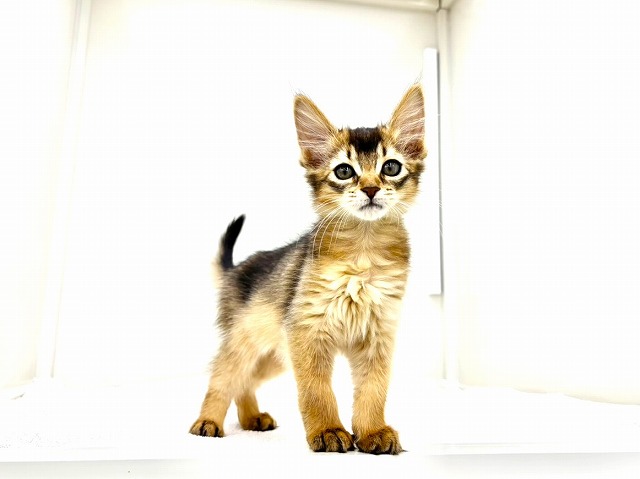 東京都のソマリ (かねだい本町田店/2025年12月27日生まれ/女の子/ルディ)の子猫の3枚目の画像