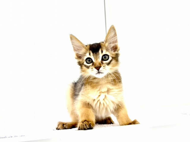 東京都のソマリ (かねだい本町田店/2025年12月27日生まれ/女の子/ルディ)の子猫の4枚目の画像