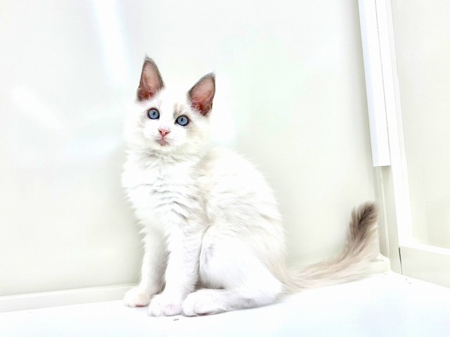 東京都のラグドール (かねだい本町田店/2025年12月13日生まれ/男の子/ブルーポイントバイカラー)の子猫の2枚目の画像