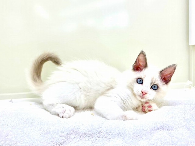 東京都のラグドール (かねだい本町田店/2025年12月13日生まれ/男の子/ブルーポイントバイカラー)の子猫の3枚目の画像