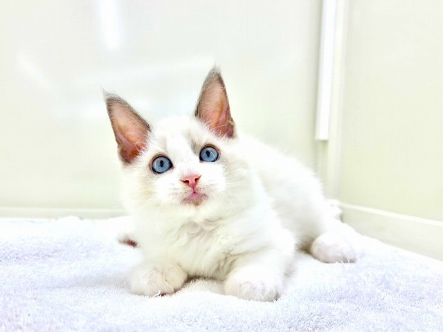 東京都のラグドール (かねだい本町田店/2025年12月13日生まれ/男の子/ブルーポイントバイカラー)の子猫の4枚目の画像