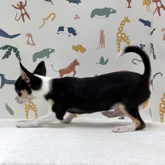 東京都のチワワ(スムース) (かねだい足立店/2025年11月21日生まれ/男の子/ブラックタンホワイト)の子犬の2枚目の画像